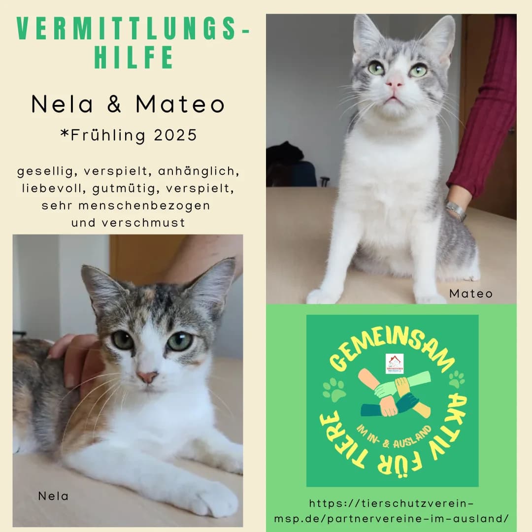 Nela und Mateo Vermittlungshilfe, female European Shorthair for adoption at Wally-Bangert-Tierheim Lohr am Main