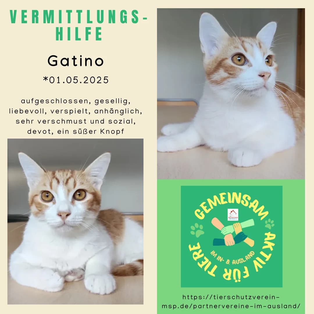 Gatino Vermittlungshilfe, male European Shorthair for adoption at Wally-Bangert-Tierheim Lohr am Main