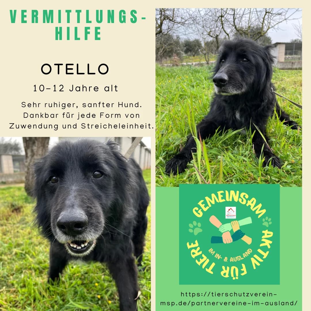 Otello Vermittlungshilfe, male Mixed Breed for adoption at Wally-Bangert-Tierheim Lohr am Main