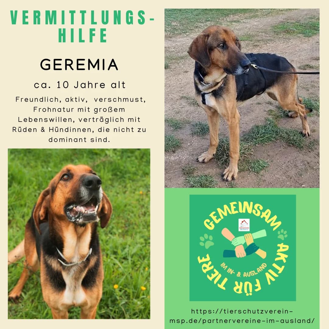 Geremia Vermittlungshilfe, male Mixed Breed for adoption at Wally-Bangert-Tierheim Lohr am Main