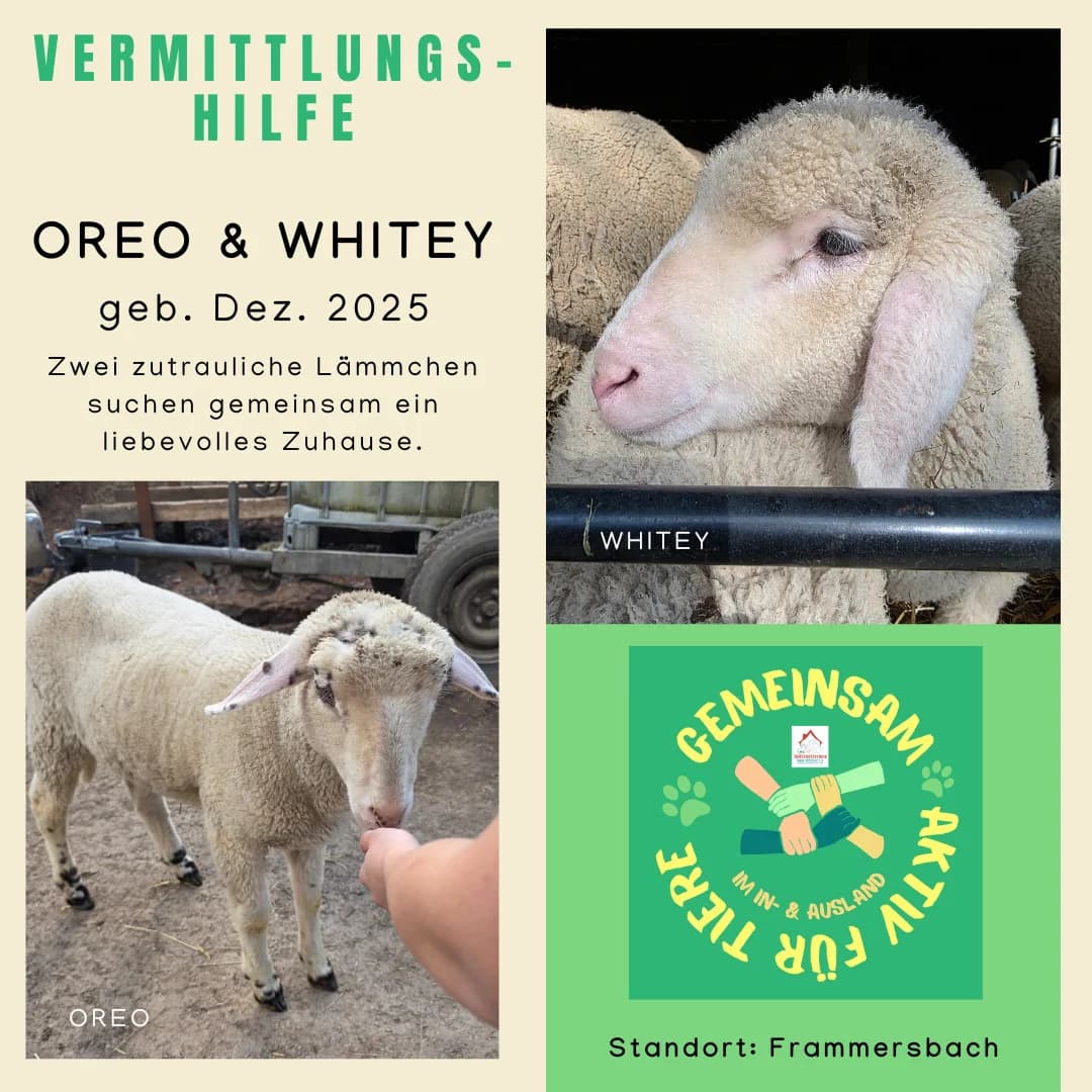 Whitey Oreo Vermittlungshilfe, male puppy mixed breed for adoption at Wally-Bangert-Tierheim Lohr am Main