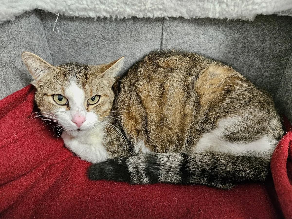 Benni, weiß male young European Shorthair for adoption at Wally-Bangert-Tierheim Lohr am Main