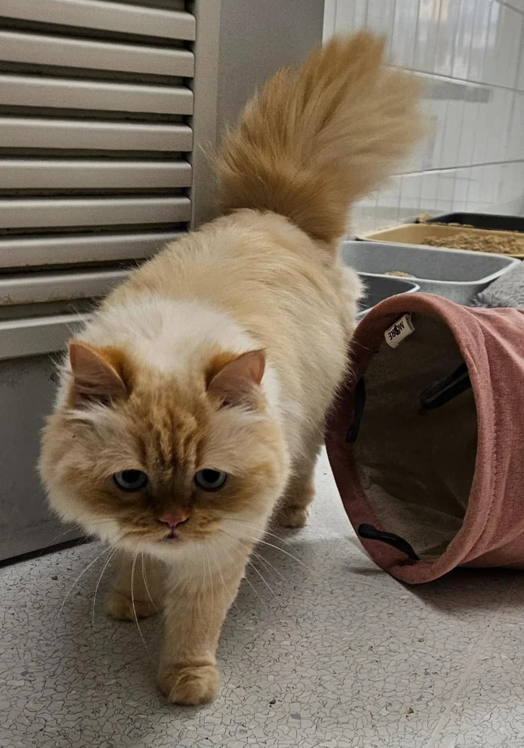 Naiomi, female 5yo Persian for adoption at Wally-Bangert-Tierheim Lohr am Main