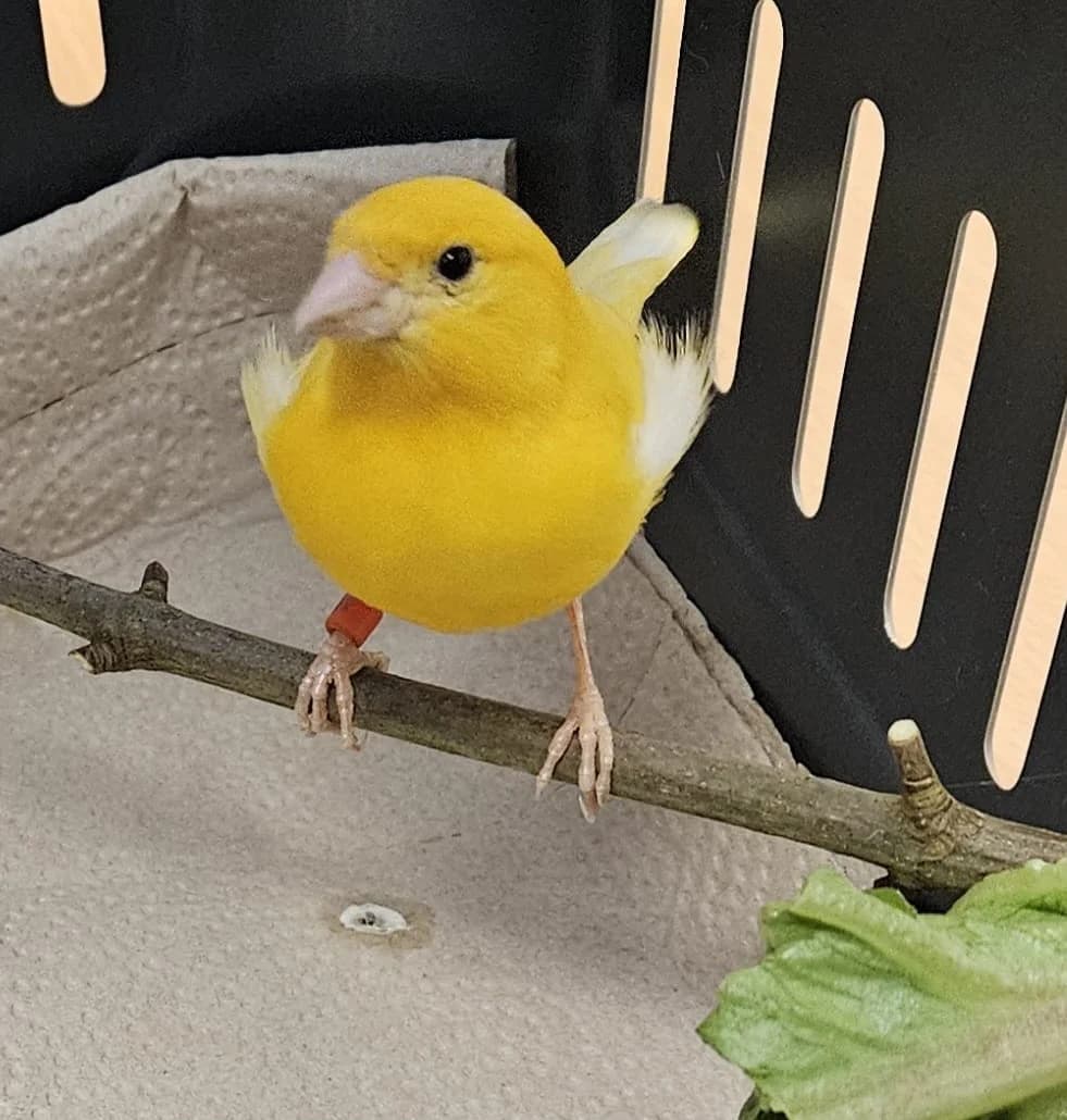 Tweety, male mixed breed for adoption at Wally-Bangert-Tierheim Lohr am Main