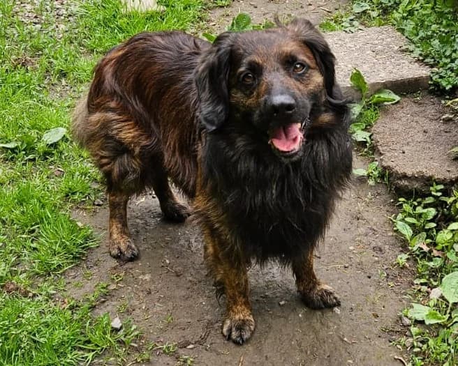 Odin, male Mixed Breed for adoption at Wally-Bangert-Tierheim Lohr am Main