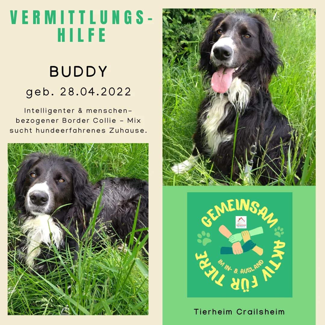 Buddy Vermittlungshilfe, male 4yo Mixed Breed for adoption at Wally-Bangert-Tierheim Lohr am Main