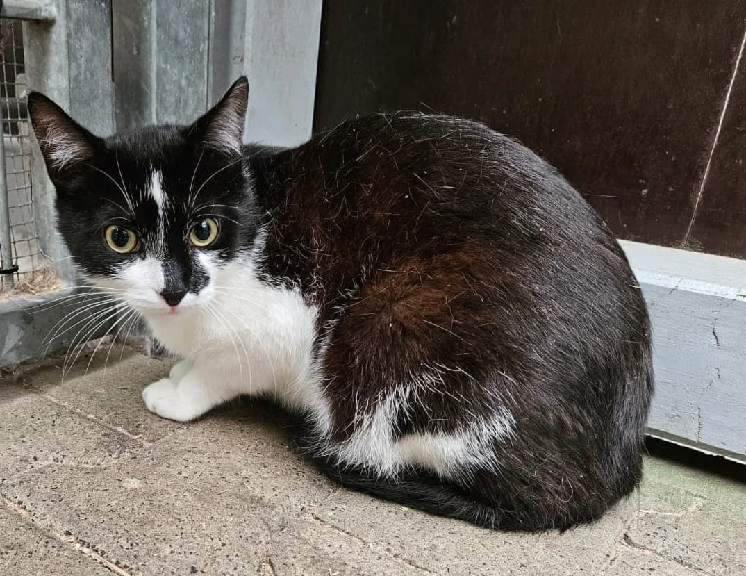 Maxim, male European Shorthair for adoption at Wally-Bangert-Tierheim Lohr am Main