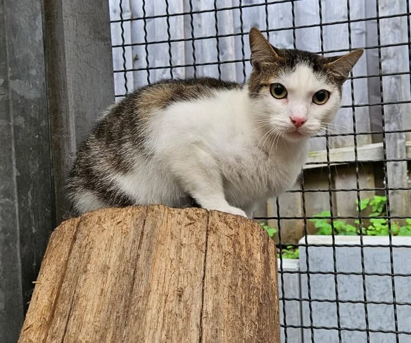 Manfred, weiß male European Shorthair for adoption at Wally-Bangert-Tierheim Lohr am Main