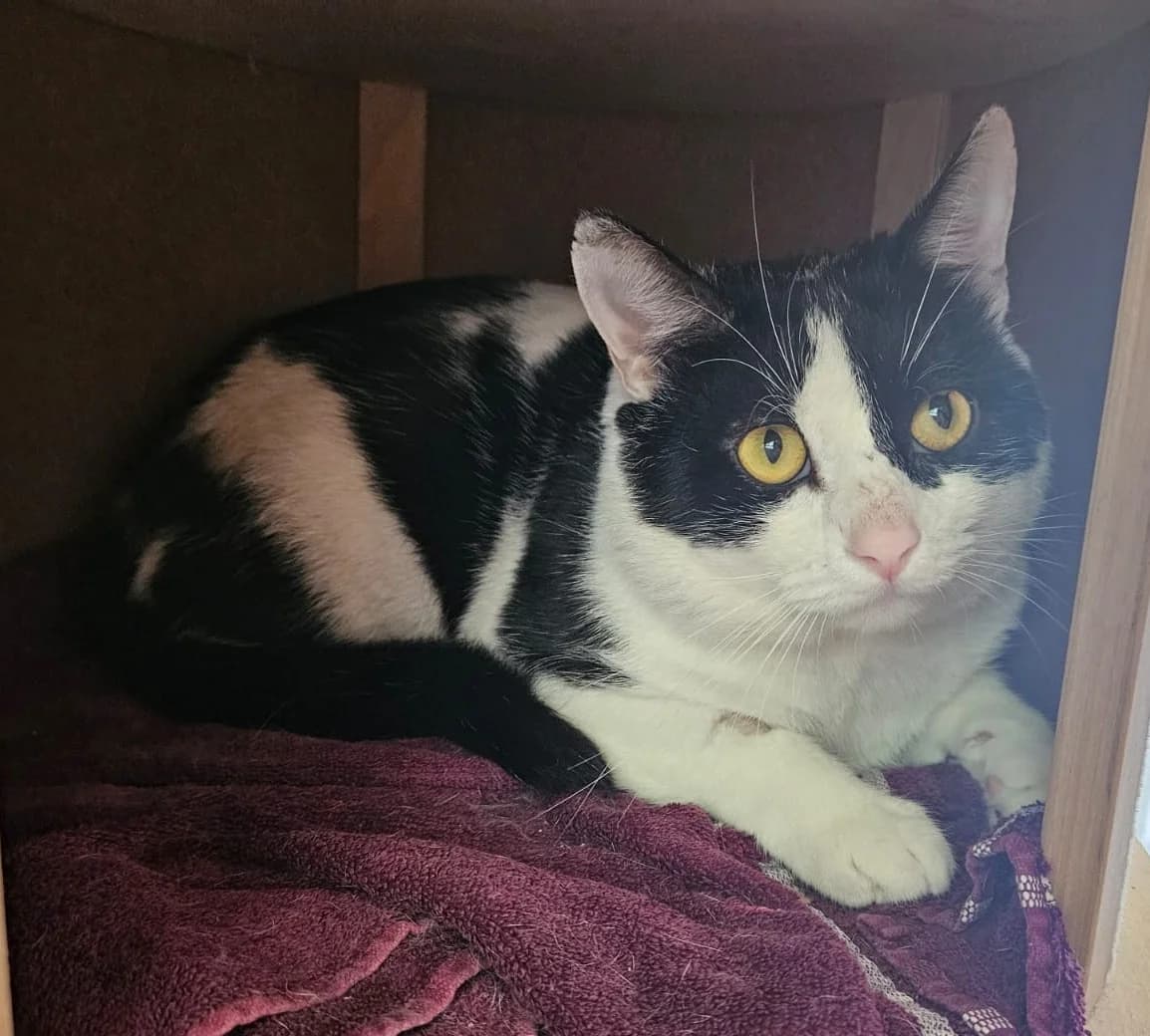 Hermes Wohnungskater, schwarz male European Shorthair for adoption at Wally-Bangert-Tierheim Lohr am Main