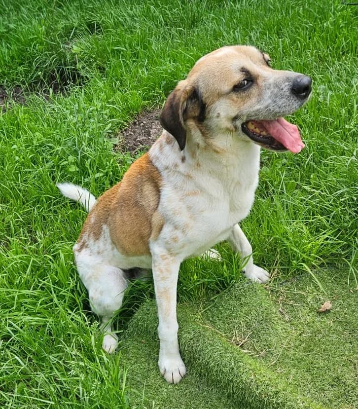 Marley, male puppy Mixed Breed for adoption at Wally-Bangert-Tierheim Lohr am Main