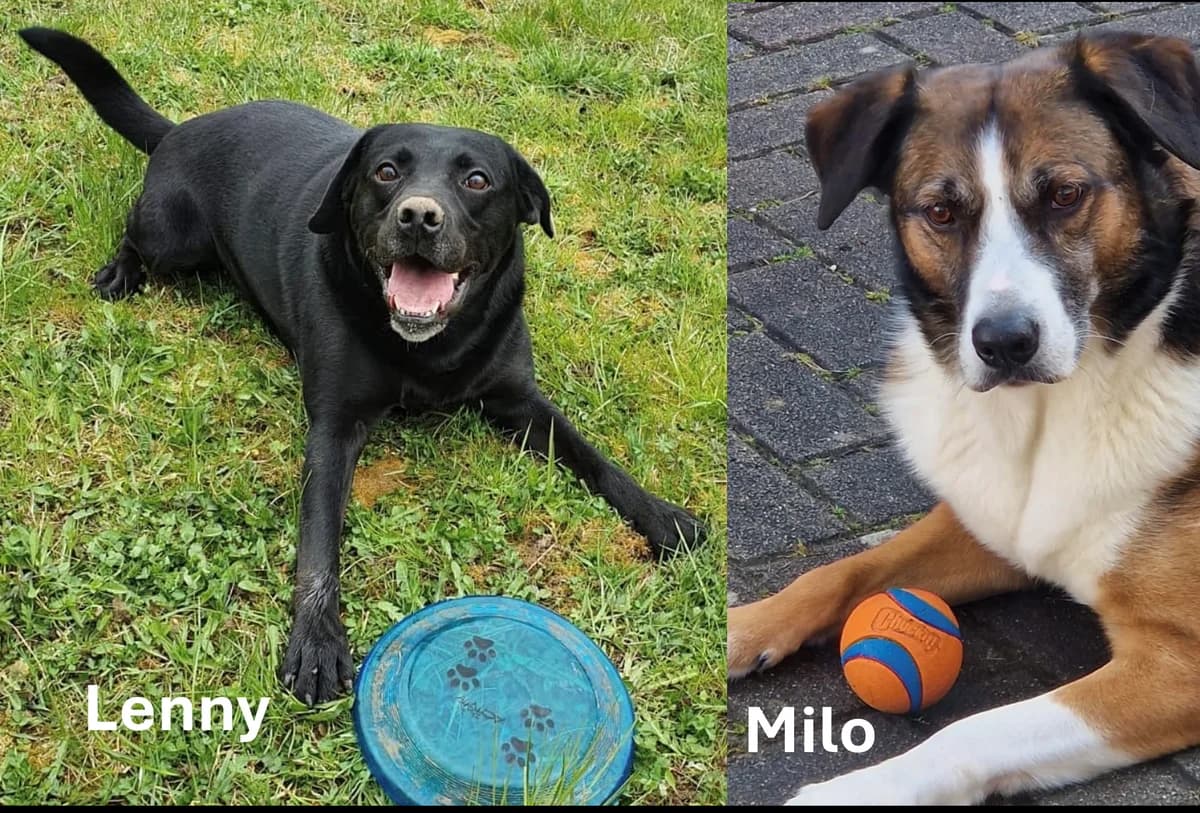 Milo + Lenny Vermittlungshilfe, senior Mixed Breed for adoption at Wally-Bangert-Tierheim Lohr am Main