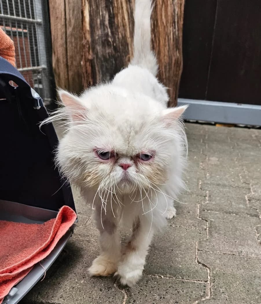 Snowball, weiß male 4yo Persian for adoption at Wally-Bangert-Tierheim Lohr am Main