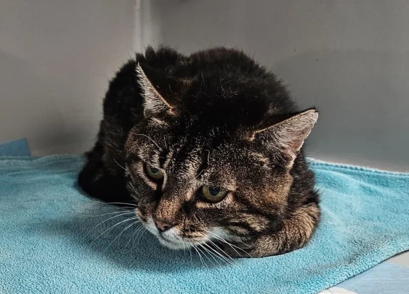 Tim, male senior European Shorthair for adoption at Wally-Bangert-Tierheim Lohr am Main