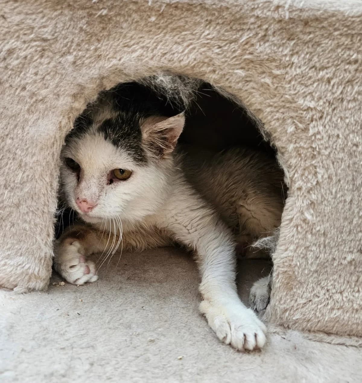 Luca, male European Shorthair for adoption at Wally-Bangert-Tierheim Lohr am Main
