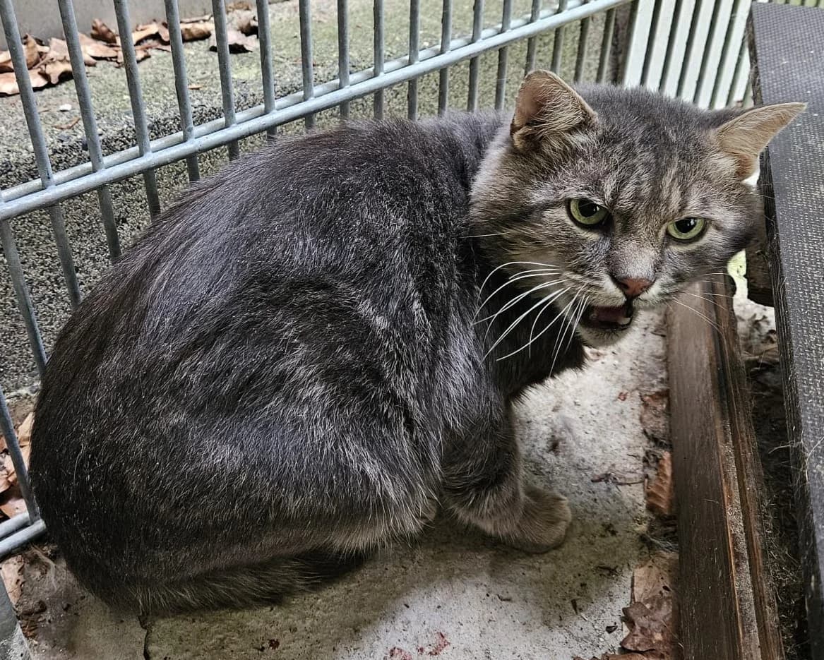 Nero, male European Shorthair for adoption at Wally-Bangert-Tierheim Lohr am Main