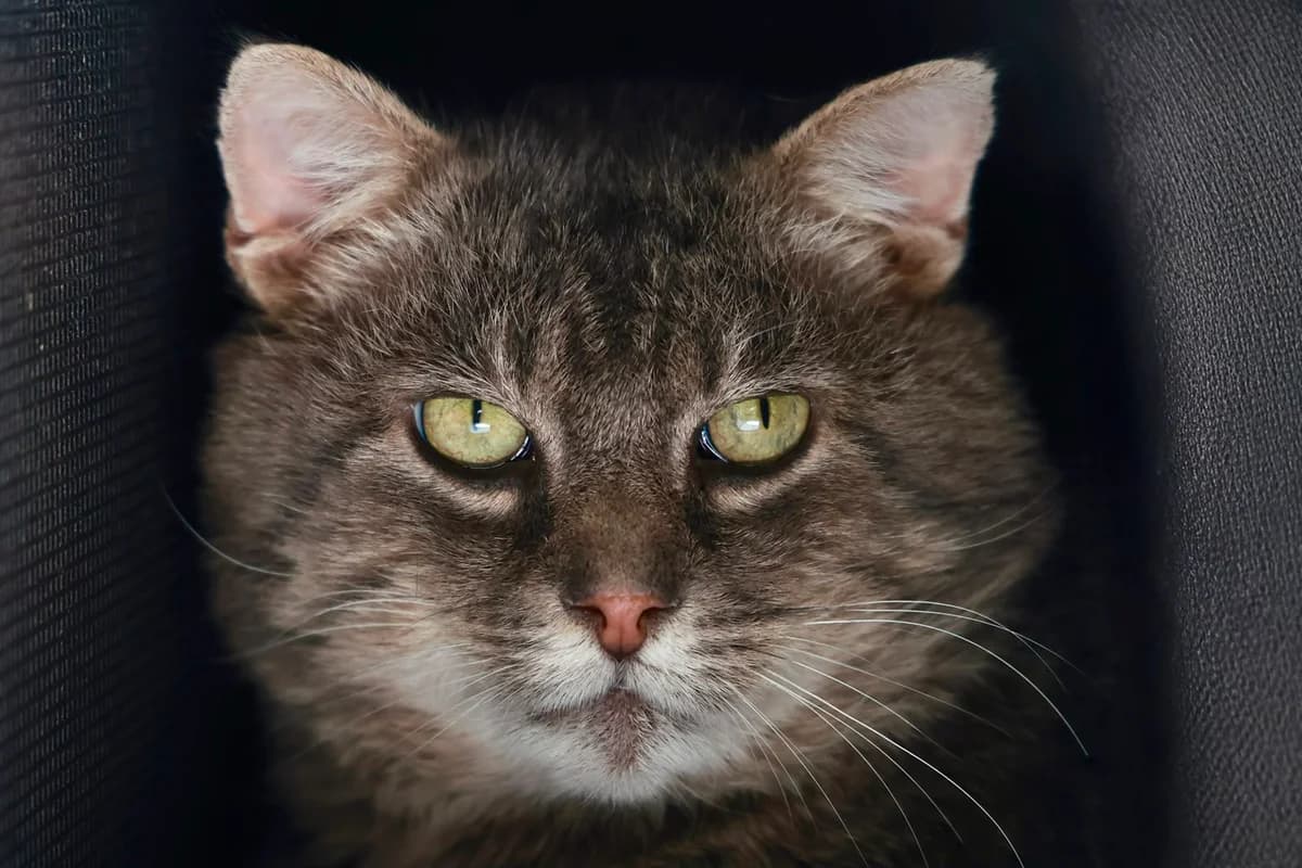 Nero, male European Shorthair for adoption at Wally-Bangert-Tierheim Lohr am Main