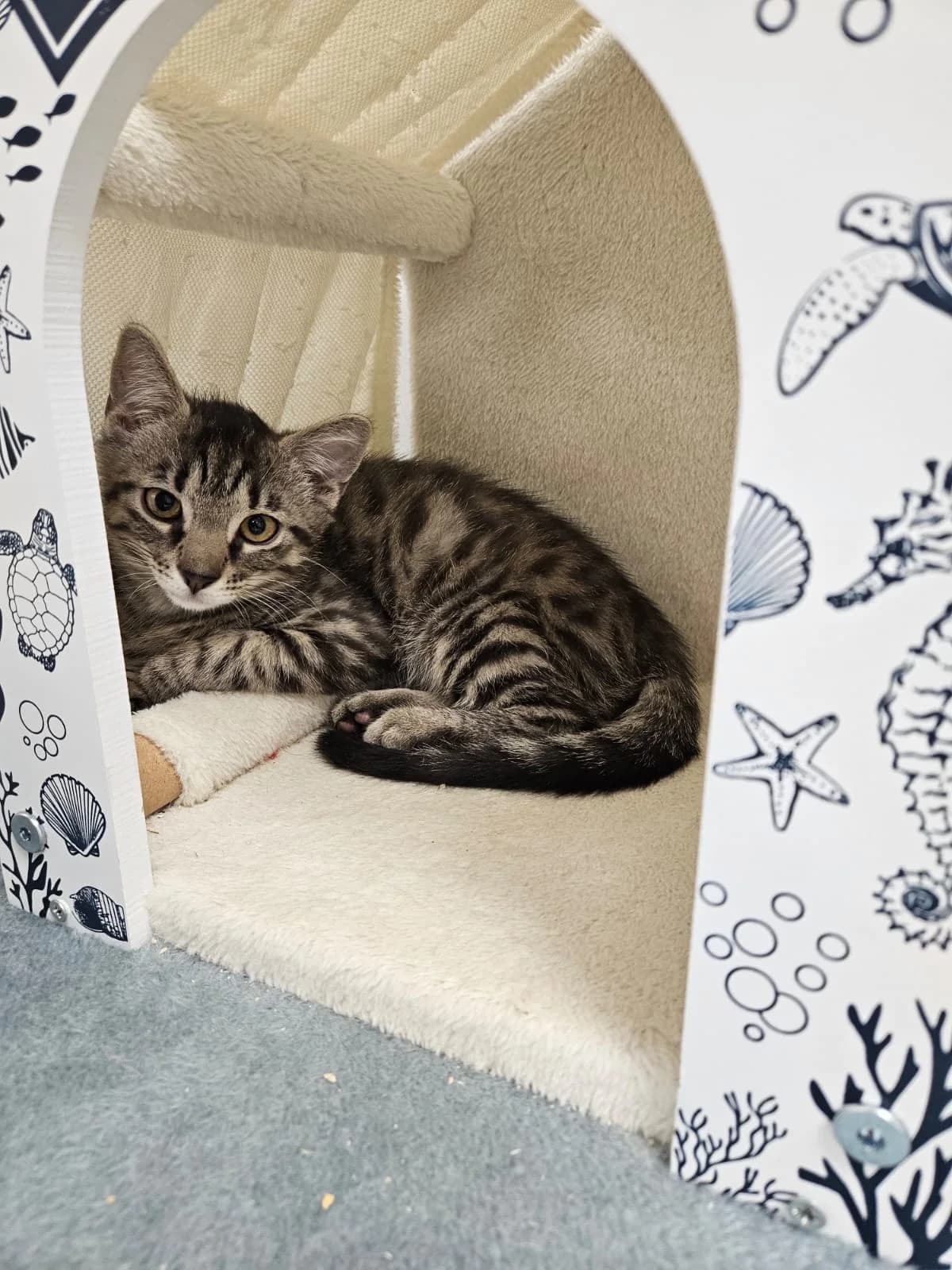 Magnus, male puppy European Shorthair for adoption at Wally-Bangert-Tierheim Lohr am Main