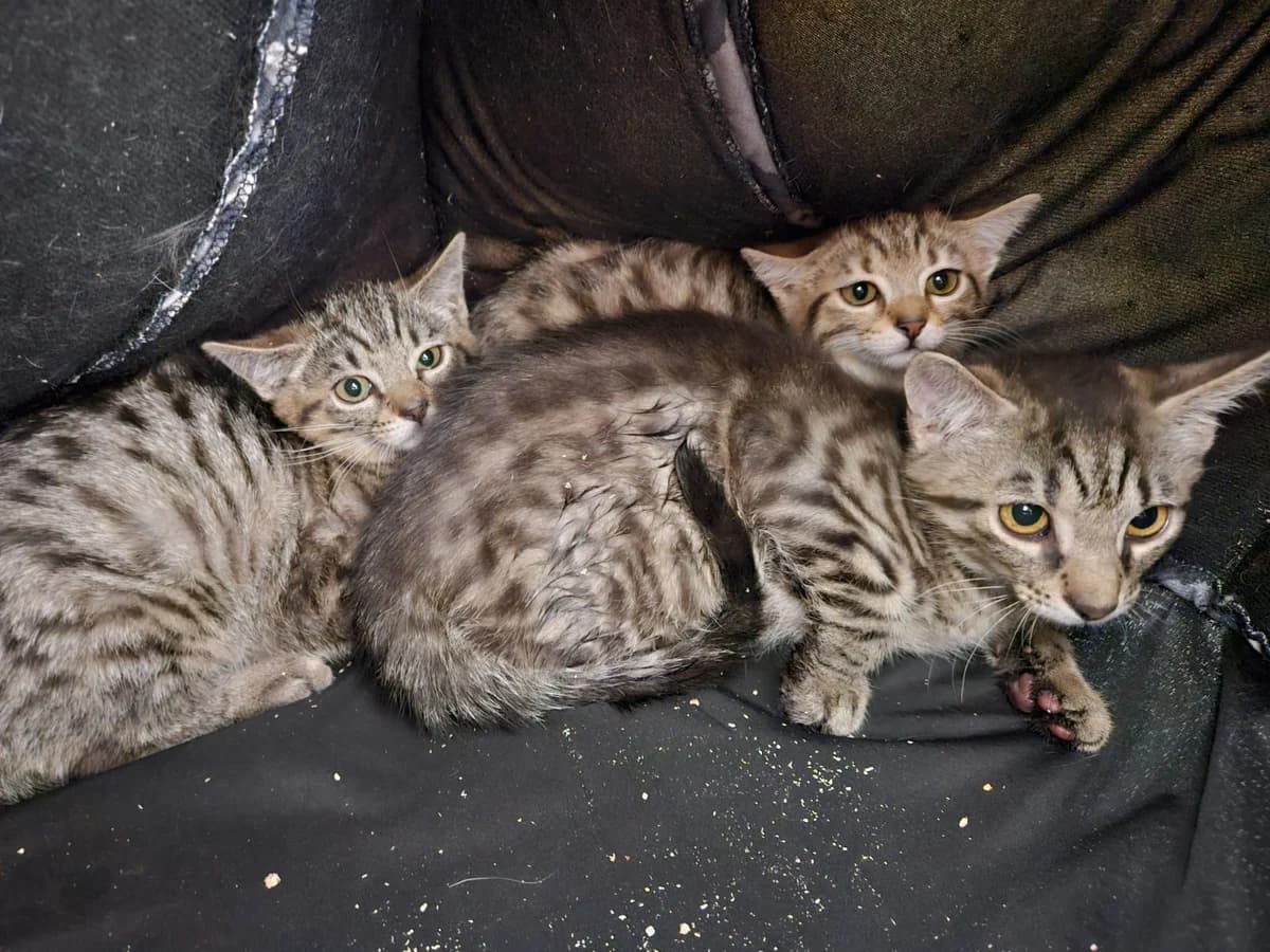 Michaela und Magnolie reserviert, female puppy European Shorthair for adoption at Wally-Bangert-Tierheim Lohr am Main