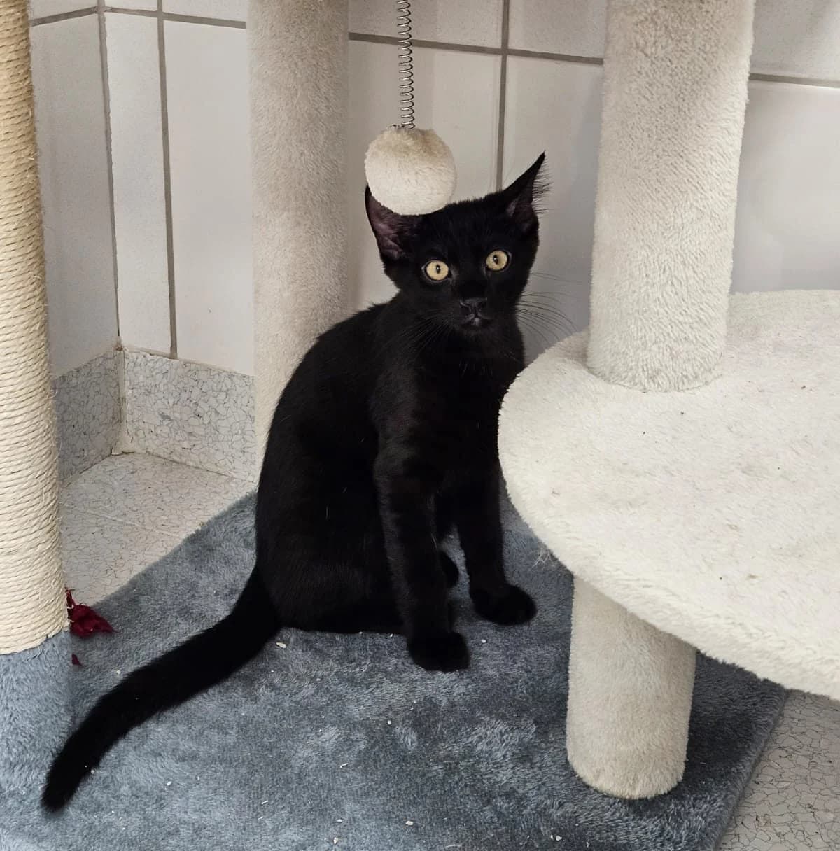 Goliath, male puppy European Shorthair for adoption at Wally-Bangert-Tierheim Lohr am Main