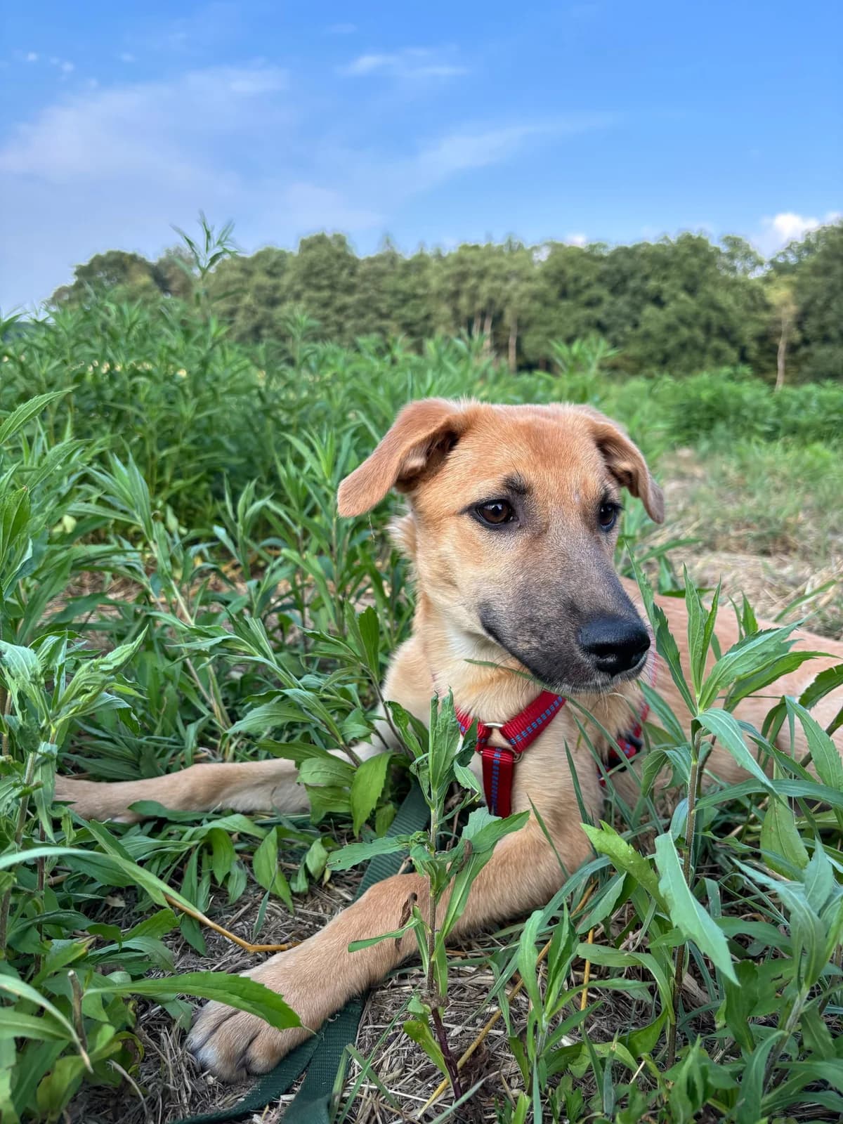 Bubble Vermittlungshilfe, female Mixed Breed for adoption at Wally-Bangert-Tierheim Lohr am Main