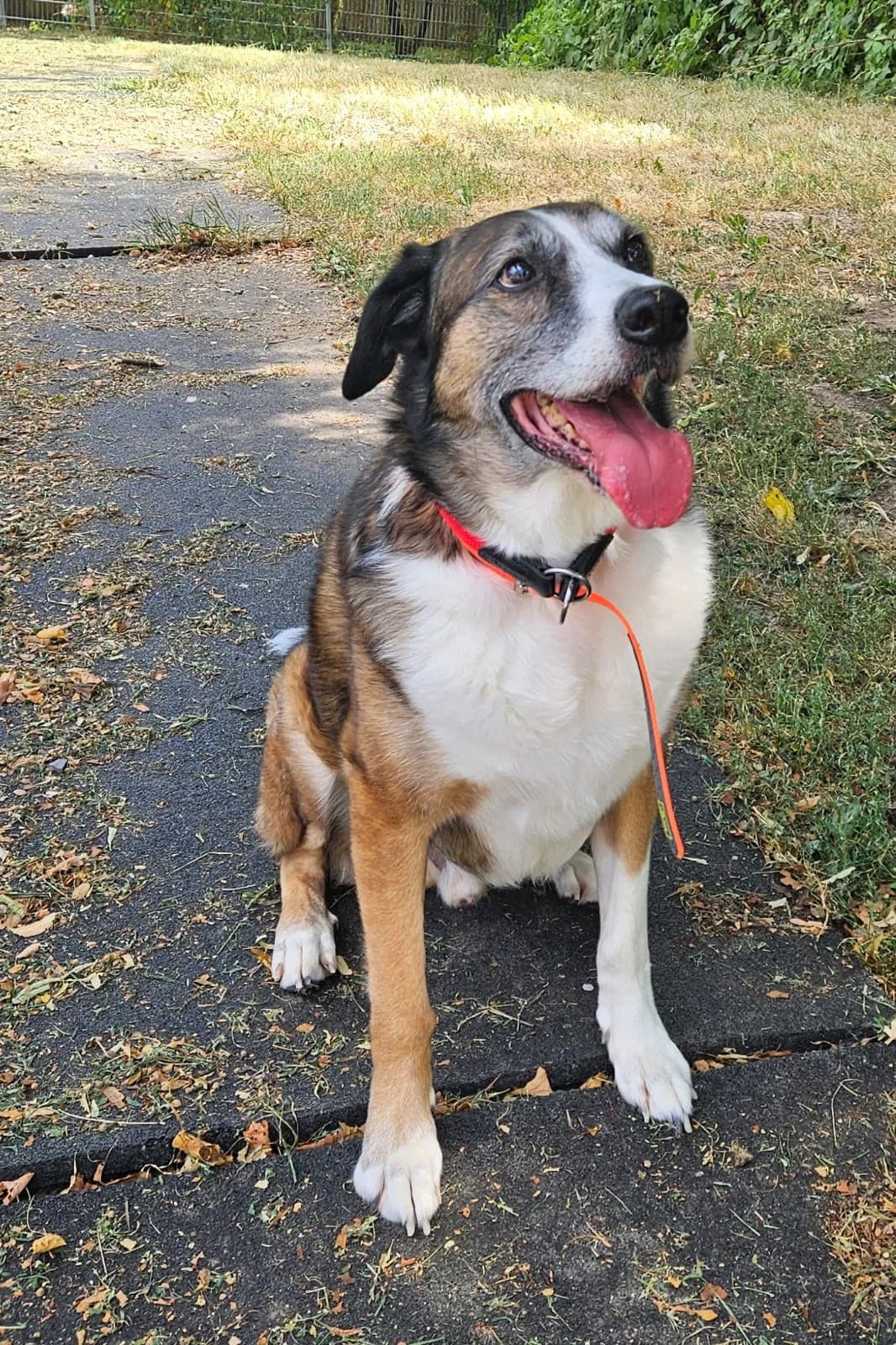 Milo, male Border Collie for adoption at Wally-Bangert-Tierheim Lohr am Main