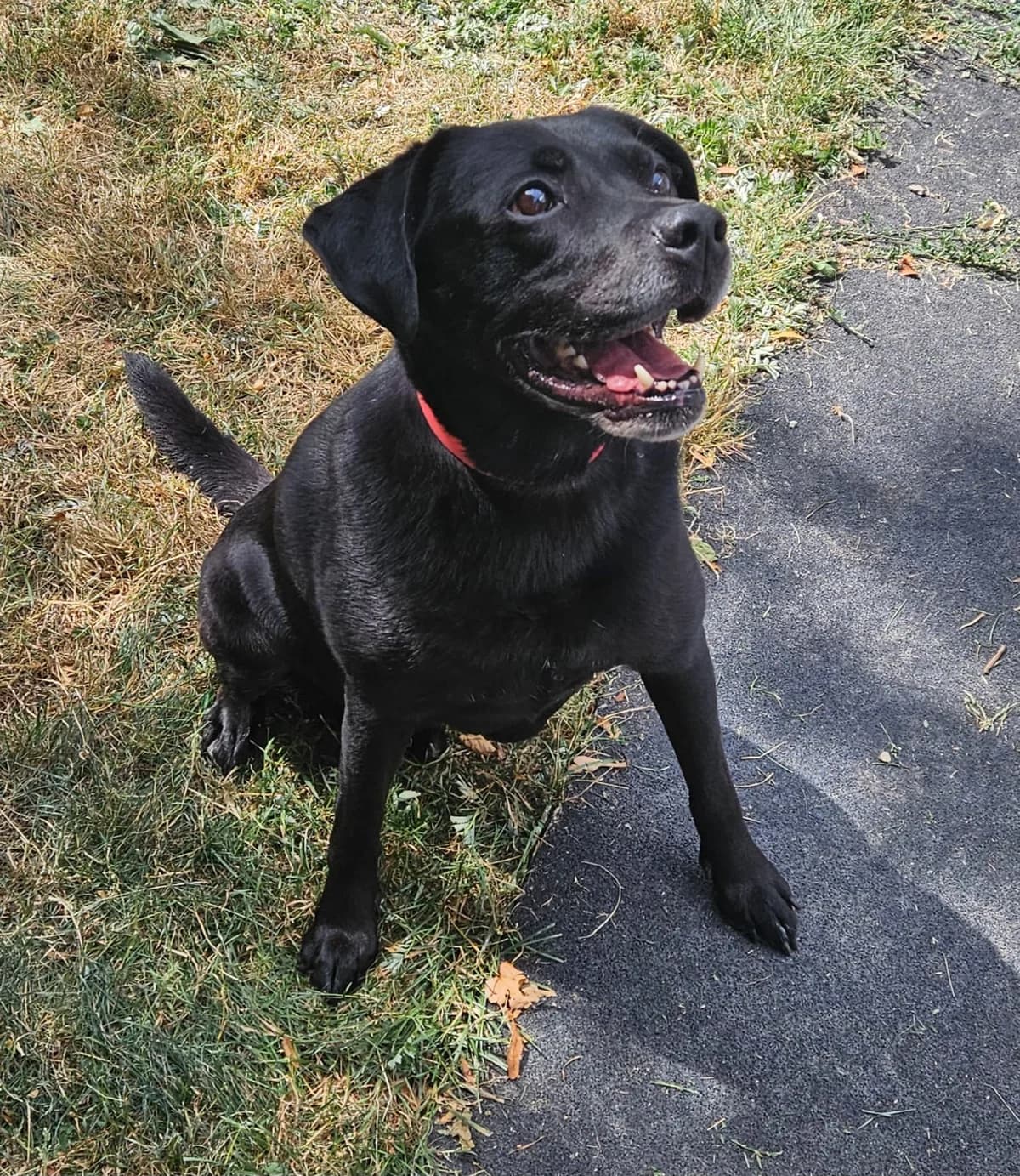 Lenny, male Labrador Retriever for adoption at Wally-Bangert-Tierheim Lohr am Main
