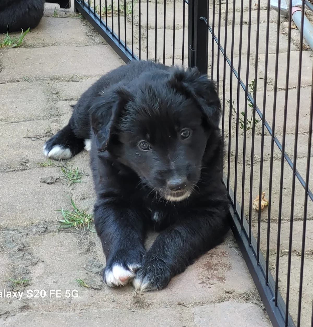 4 kleine GlΓΌcksbringer, male puppy Mixed Breed for adoption at Wally-Bangert-Tierheim Lohr am Main