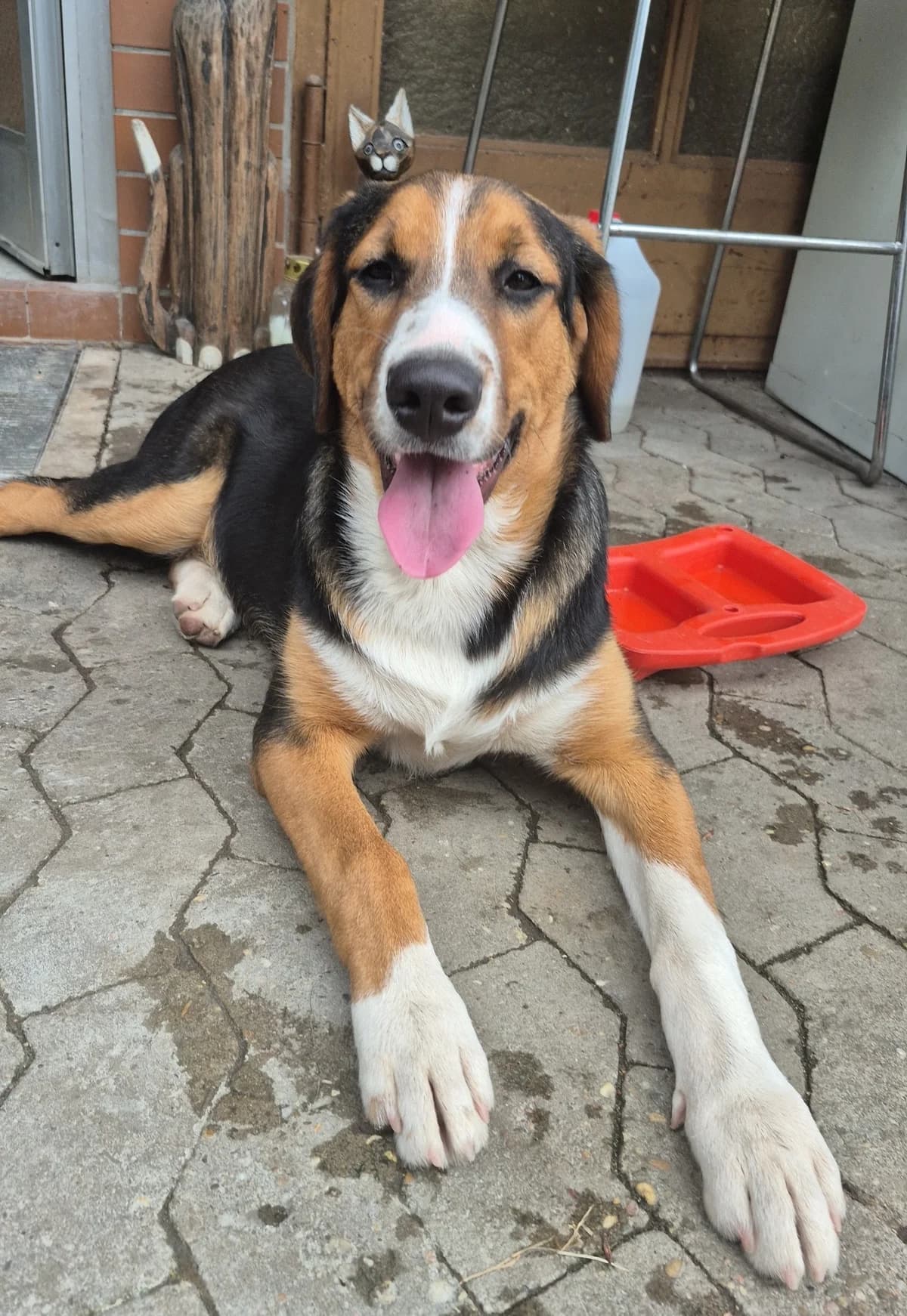 Junger Herzensbrecher, braun male puppy Mixed Breed for adoption at Wally-Bangert-Tierheim Lohr am Main