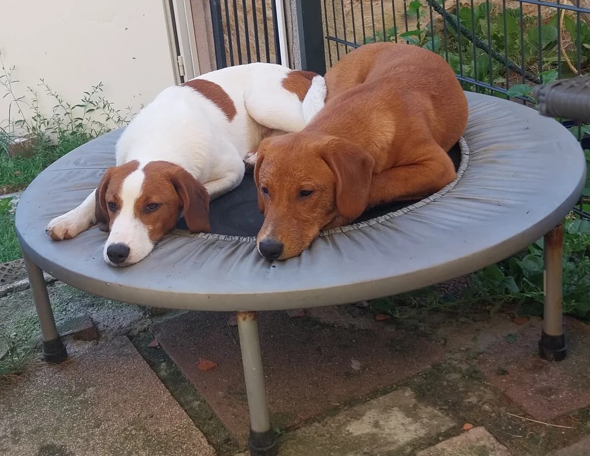Turbo Vermittlungshilfe, braun male puppy Mixed Breed for adoption at Wally-Bangert-Tierheim Lohr am Main