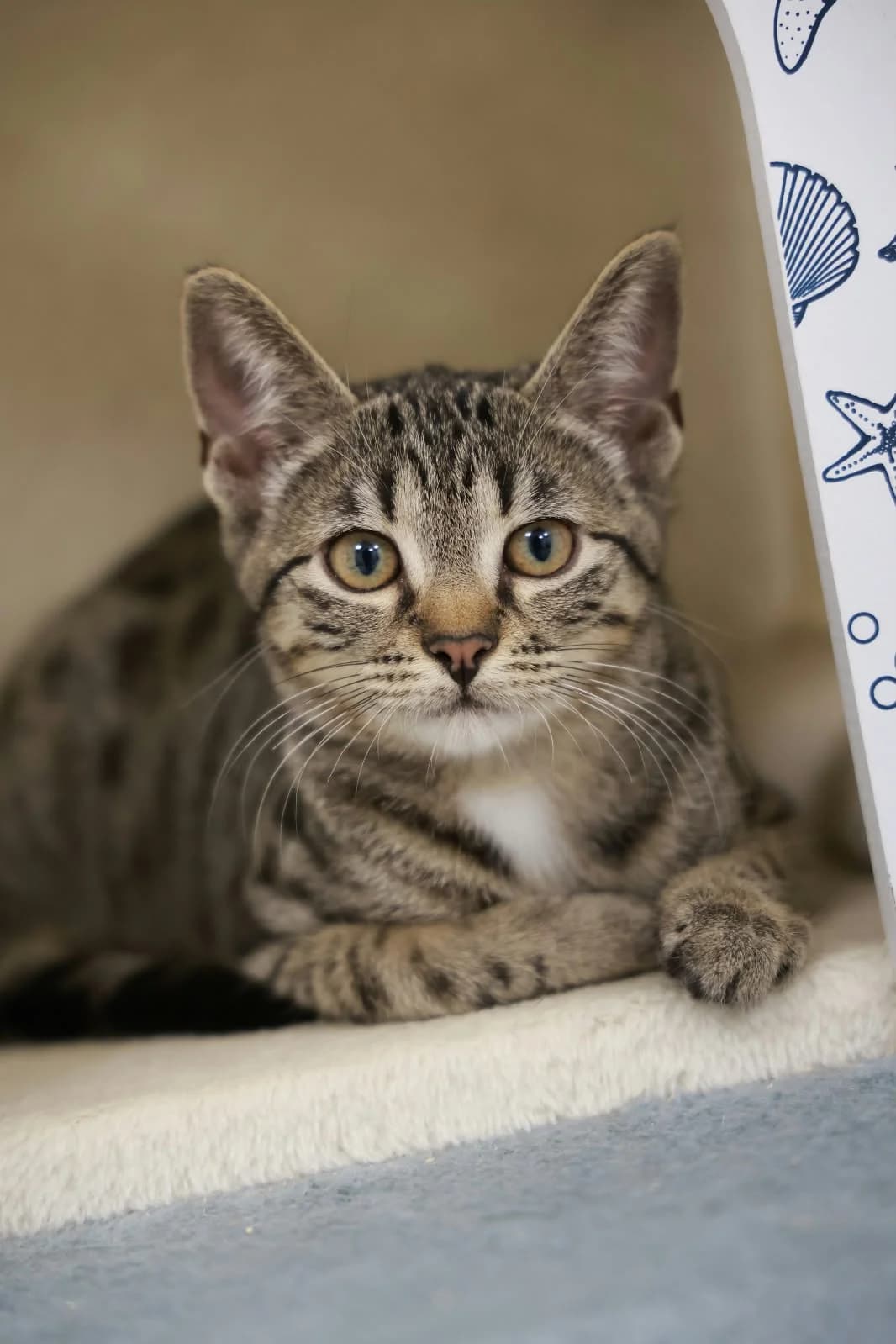 Uljana, rot female puppy European Shorthair for adoption at Wally-Bangert-Tierheim Lohr am Main