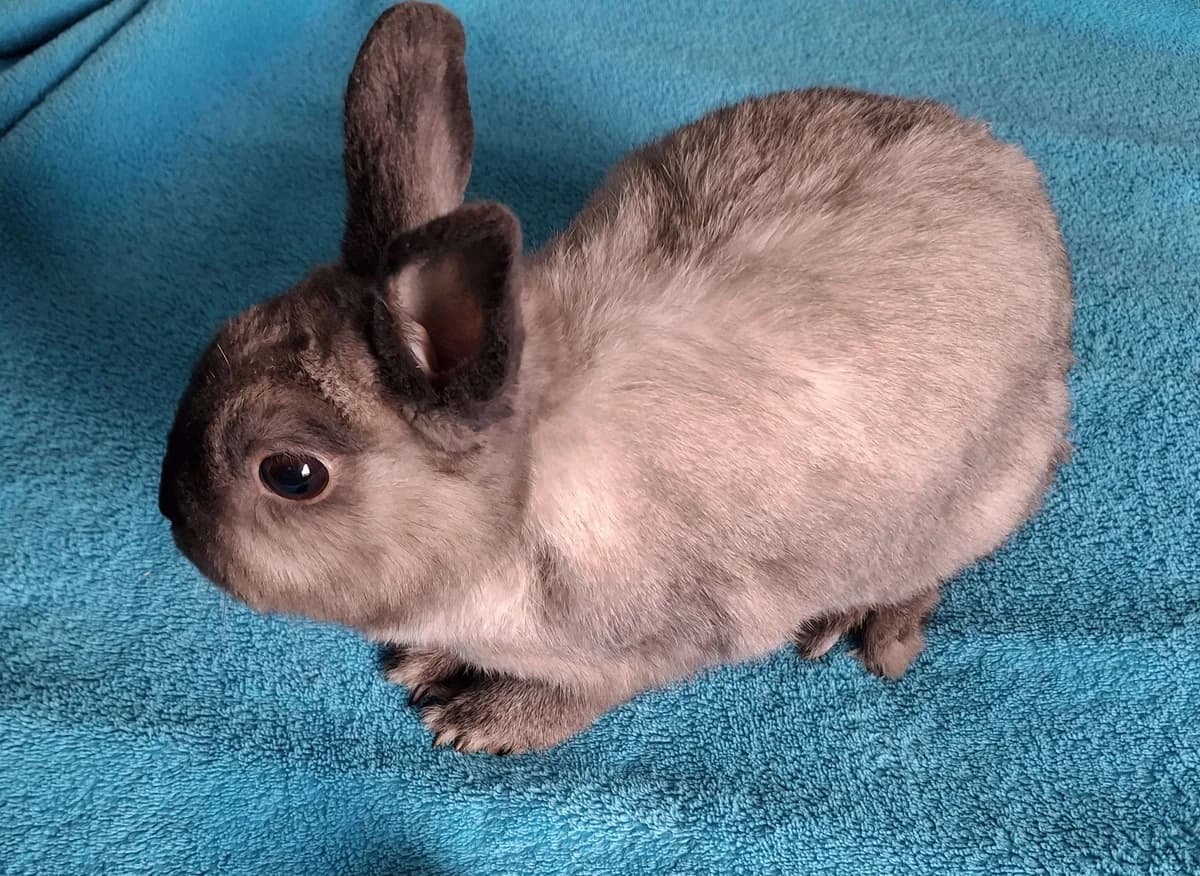 Simo Vermittlungshilfe, male 6yo mixed breed for adoption at Wally-Bangert-Tierheim Lohr am Main