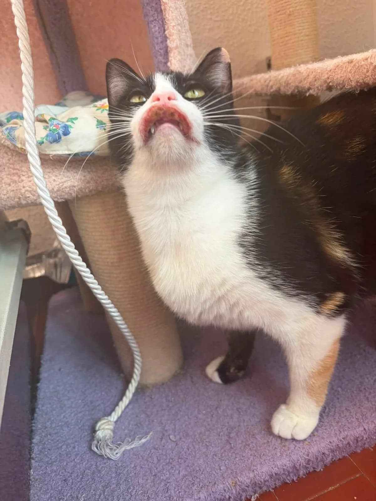 Luisa Vermittlungshilfe, female 5yo European Shorthair for adoption at Wally-Bangert-Tierheim Lohr am Main