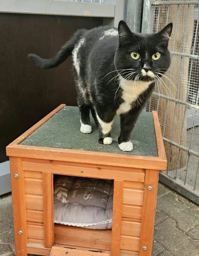 Fleckchen, weiΓ female 3yo European Shorthair for adoption at Wally-Bangert-Tierheim Lohr am Main