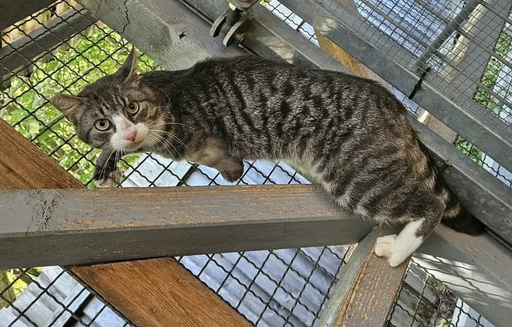 Simba, weiร male 3yo European Shorthair for adoption at Wally-Bangert-Tierheim Lohr am Main