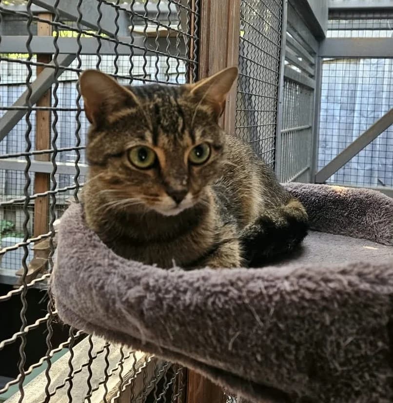 Aya, female European Shorthair for adoption at Wally-Bangert-Tierheim Lohr am Main