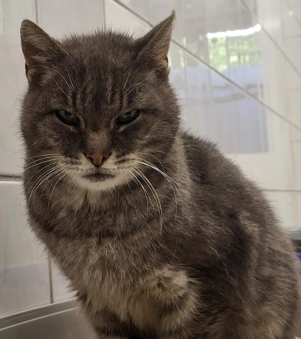 Hubert, weiß male senior European Shorthair for adoption at Wally-Bangert-Tierheim Lohr am Main