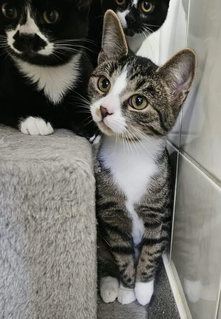 Valentino, weiß male puppy European Shorthair for adoption at Wally-Bangert-Tierheim Lohr am Main
