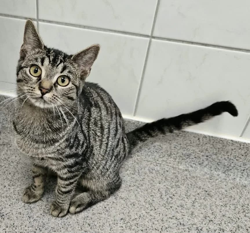 Verena, weiร female puppy European Shorthair for adoption at Wally-Bangert-Tierheim Lohr am Main