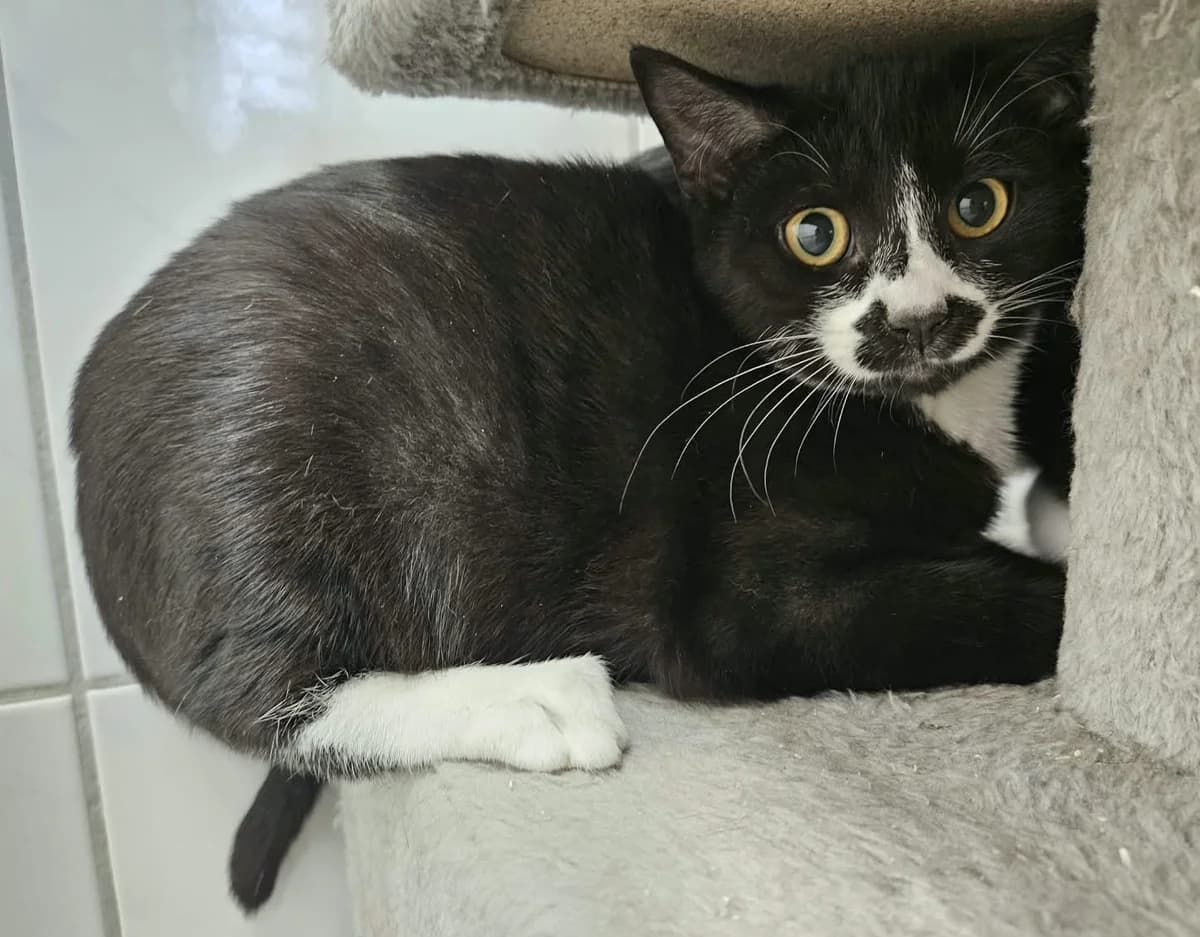 Venus, weiร female puppy European Shorthair for adoption at Wally-Bangert-Tierheim Lohr am Main