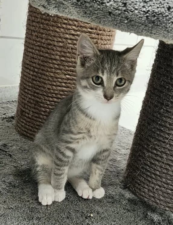 Wayne, getigert male puppy European Shorthair for adoption at Wally-Bangert-Tierheim Lohr am Main