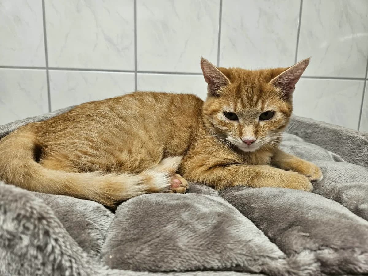 Martin, rot male puppy European Shorthair for adoption at Wally-Bangert-Tierheim Lohr am Main