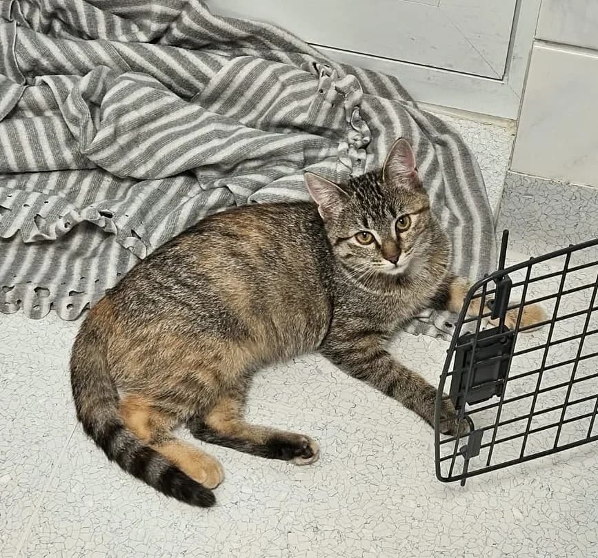 Leni, female puppy European Shorthair for adoption at Wally-Bangert-Tierheim Lohr am Main