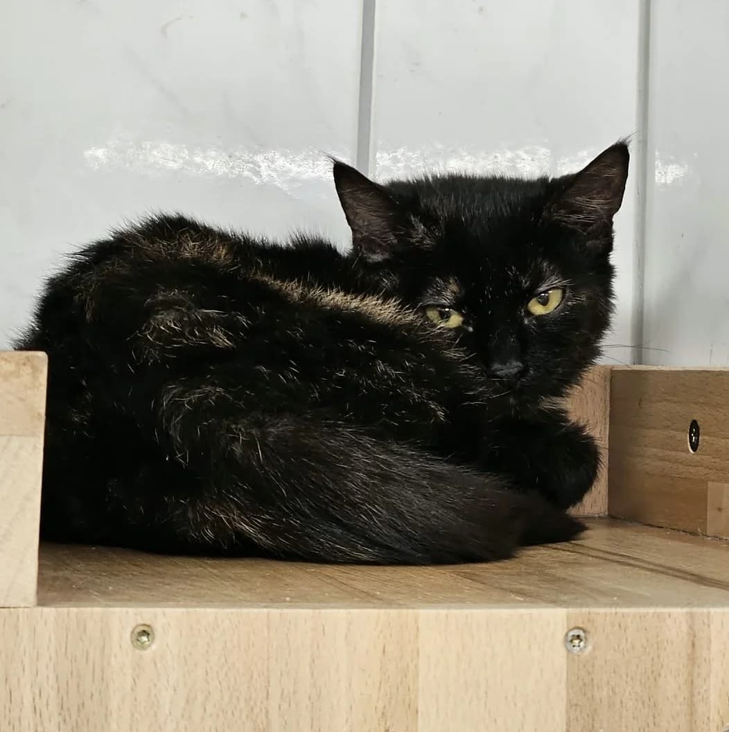 Mara, female puppy European Shorthair for adoption at Wally-Bangert-Tierheim Lohr am Main