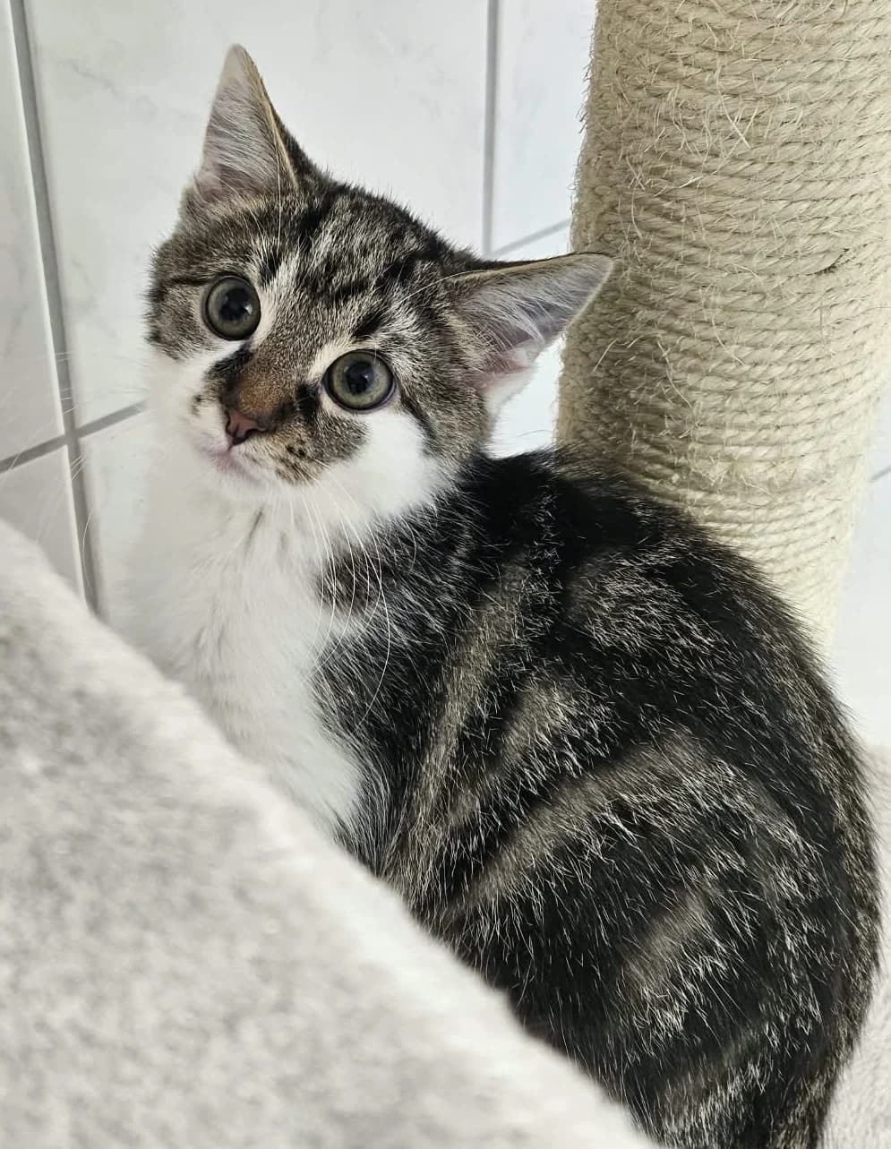 Polly, weiß female puppy European Shorthair for adoption at Wally-Bangert-Tierheim Lohr am Main