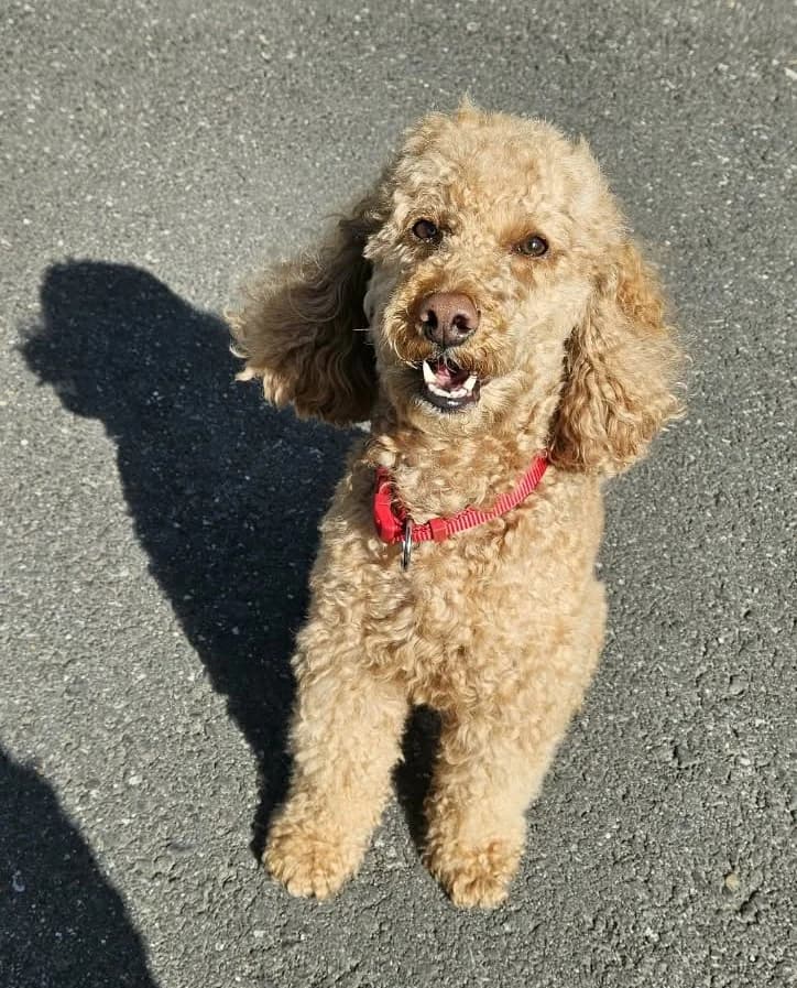 Lino Vermittlungshilfe, male 5yo Poodle for adoption at Wally-Bangert-Tierheim Lohr am Main