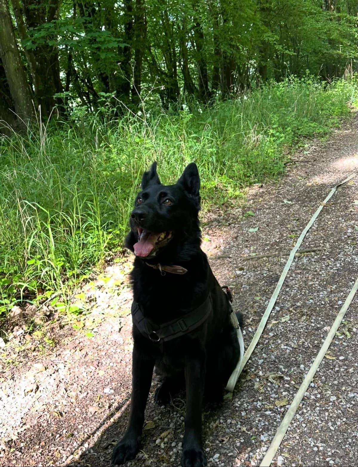 Toni, male 7yo German Shepherd for adoption at Wally-Bangert-Tierheim Lohr am Main