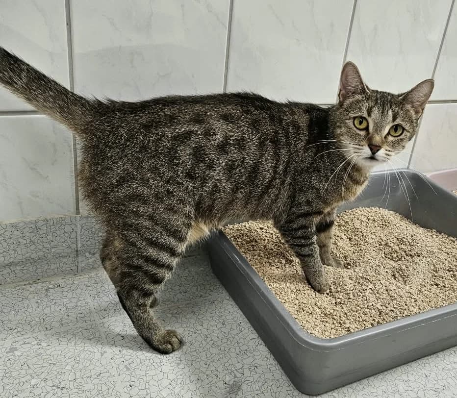 Hestia, female young European Shorthair for adoption at Wally-Bangert-Tierheim Lohr am Main