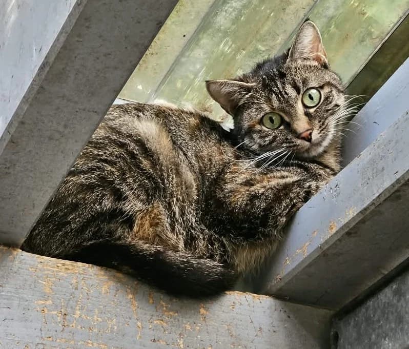 Jenna, female European Shorthair for adoption at Wally-Bangert-Tierheim Lohr am Main