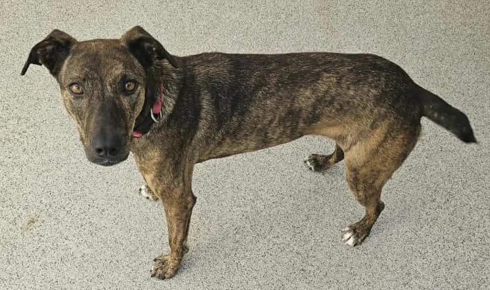 Saffra, female Mixed Breed for adoption at Wally-Bangert-Tierheim Lohr am Main