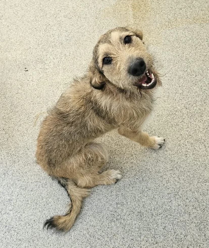 Lady, female Mixed Breed for adoption at Wally-Bangert-Tierheim Lohr am Main